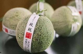 今日勐海瓜价格是多少,行情走势分析