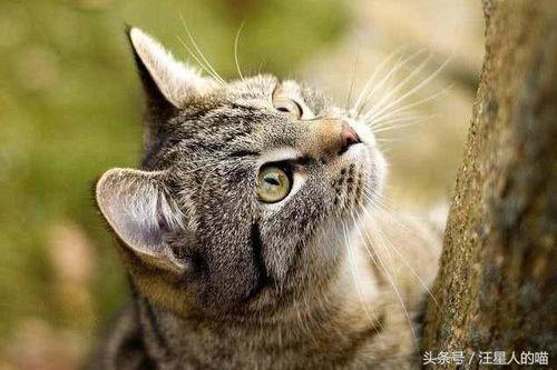 猫瓜草今日价格表,市场行情一览