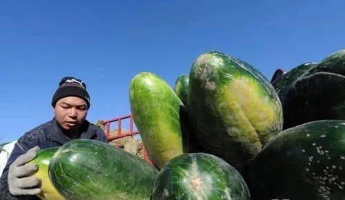 海南今日毛瓜价格,实惠之选，市场行情一览