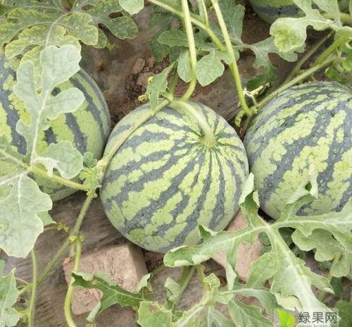 东台瓜今日价格,价格行情一览