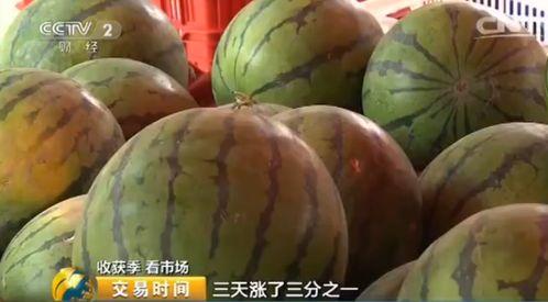 今日毛瓜最新价格,今日最新行情一览