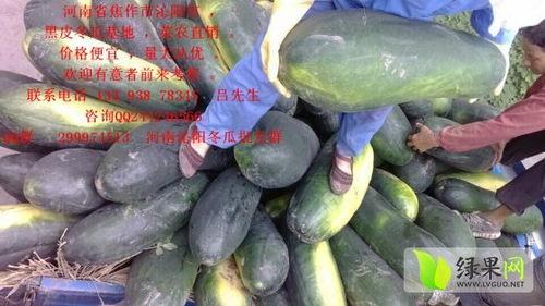 今日毛瓜最新价格,今日最新行情一览