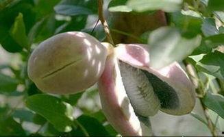 今日分享八月瓜,探寻神秘果实的传奇故事