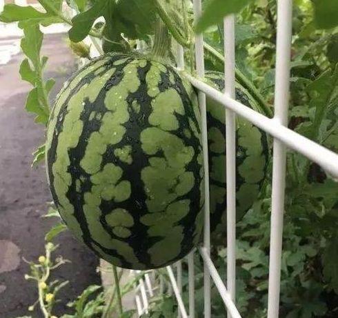 今日四月瓜价格,新鲜瓜果价格走势解析”