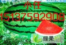 今日瓜价格最新行情新疆,今日行情一览