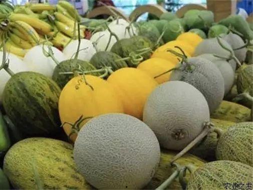 乐东沙地哈密瓜行情今日,今日行情火爆，甜蜜上市季来袭