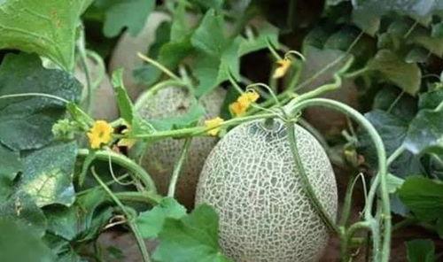 乐东沙地哈密瓜行情今日,今日行情火爆，甜蜜上市季来袭