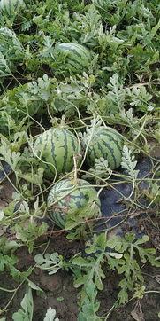 蒲城吊瓜今日价格行情,今日行情火爆，价格走势分析