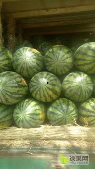 蒲城今日瓜价格,新鲜瓜价一览