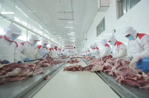 今日通海冷库小瓜收购价,价格走势分析解读”