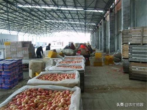 今日通海冷库小瓜收购价,价格走势分析解读”