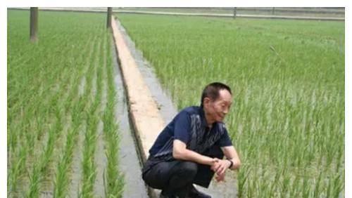 明星网红看袁隆平视频,明星网红共致敬，视频记录农业英雄