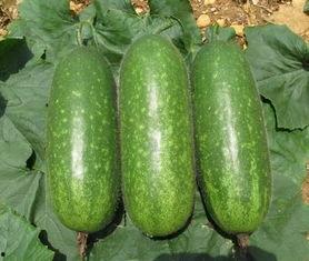 毛瓜今日价钱,市场动态一览