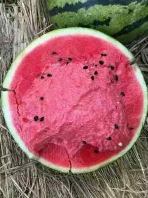 毛瓜今日价钱,市场动态一览