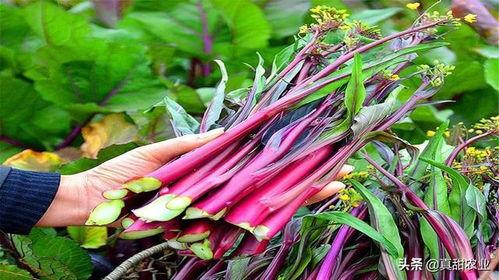 毛瓜今日价钱,市场动态一览