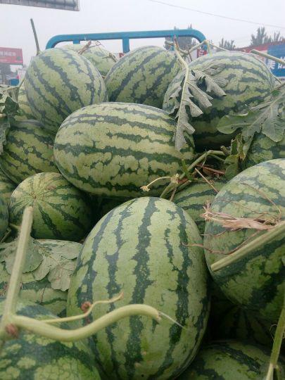 今日河南周口西 瓜报价,品质瓜果备受市场青睐”