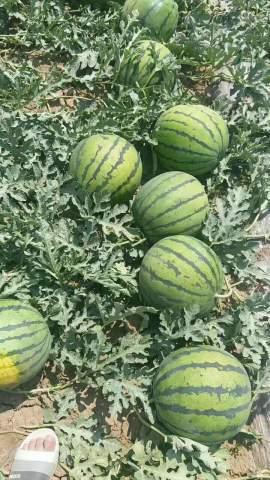 今日河南周口西 瓜报价,品质瓜果备受市场青睐”