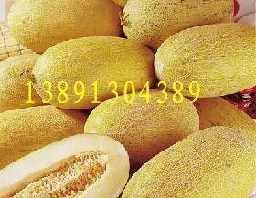 今日哈密瓜产地价格,探寻瓜果市场的最新动态”