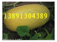 今日哈密瓜产地价格,探寻瓜果市场的最新动态”