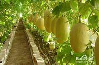 上海今日哈密瓜价格,今日上海哈密瓜价格行情一览