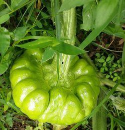 云南泸西姜柄瓜今日价,价格行情一览”