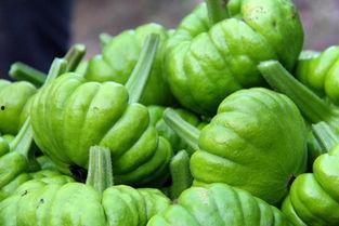 云南泸西姜柄瓜今日价,价格行情一览”