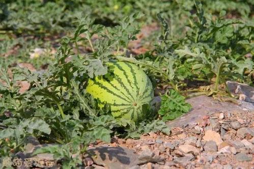 宁夏石头瓜今日产地价格,产地价格走俏，绿色农产品引领市场新风尚”