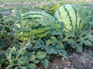 宁夏石头瓜今日产地价格,产地价格走俏，绿色农产品引领市场新风尚”