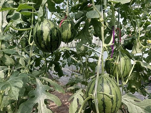 中牟县小吊瓜今日价格表,新鲜上市，实惠抢购！