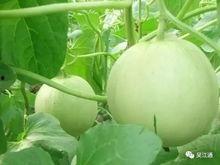 今日之瓜,揭秘娱乐圈最新热点事件