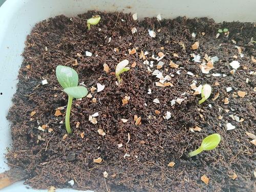 一包糖麒麟瓜今日价格,甜蜜诱惑，尽享盛夏美味