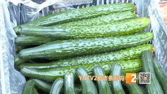 王旗营今日小瓜价格,新鲜上市，实惠抢购！”