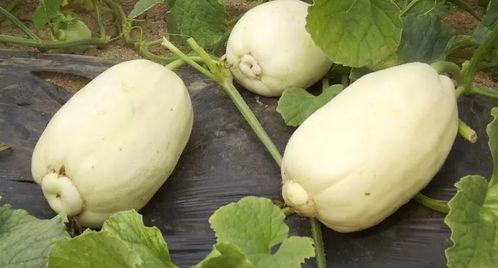 王旗营今日小瓜价格,新鲜上市，实惠抢购！”