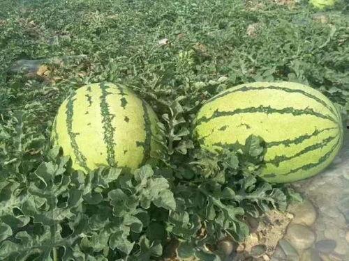 中卫硒砂瓜今日价格,价格行情一览