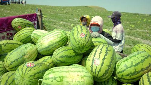 中卫硒砂瓜今日价格,价格行情一览