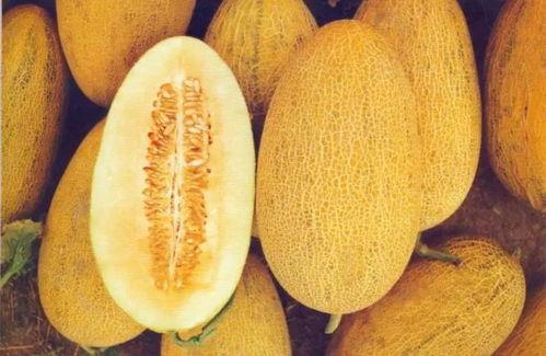 商丘哈密瓜今日价格,价格行情一览