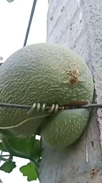 商丘哈密瓜今日价格,价格行情一览