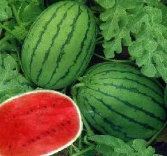 宁夏瓜产地今日行情,丰收喜悦与市场共赢”