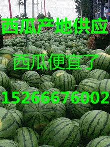 宁夏瓜产地今日行情,丰收喜悦与市场共赢”