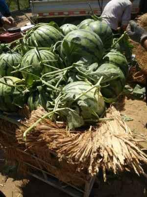 今日秦皇岛的瓜,夏日丰收盛景