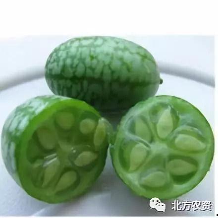 小圆瓜今日价格行情最新,市场行情一览