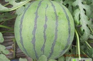 小圆瓜今日价格行情最新,市场行情一览