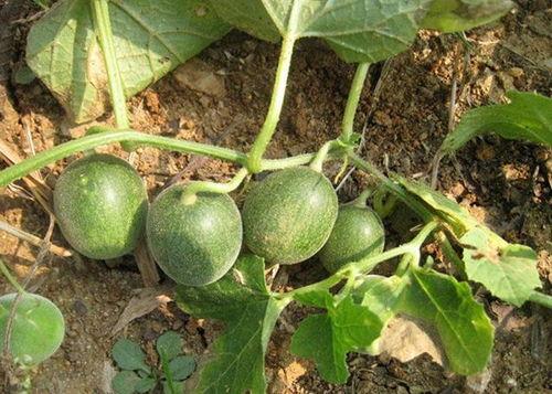 小圆瓜今日价格行情最新,市场行情一览