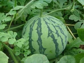 51今日吃瓜120斤的小王,51今日吃瓜，揭秘瓜界新宠