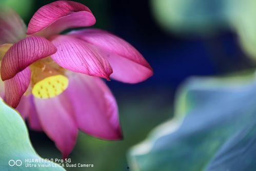 今日立秋吃秋瓜图片,探寻传统美食的秋日风情