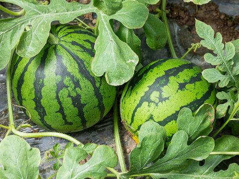 今日菜价麒麟瓜,新鲜上市，品味夏日清新