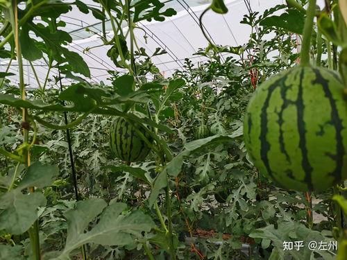 今日万邦小吊瓜叫价格,价格行情一览”