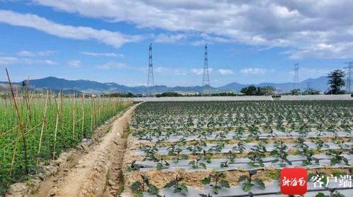 崖城瓜菜今日价格表,新鲜蔬菜实惠之选