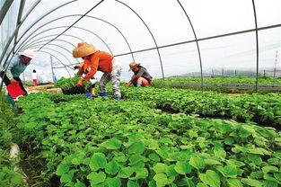 崖城瓜菜今日价格表,新鲜蔬菜实惠之选