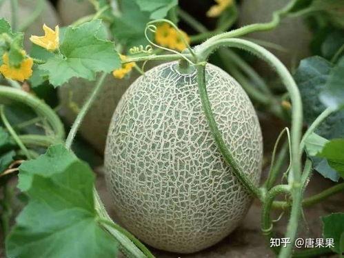 进口蜜瓜今日份到货时间